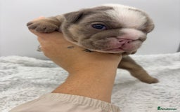 English Bulldog dogs for sale: 10 British Bulldog puppies 🐶  - Image 21