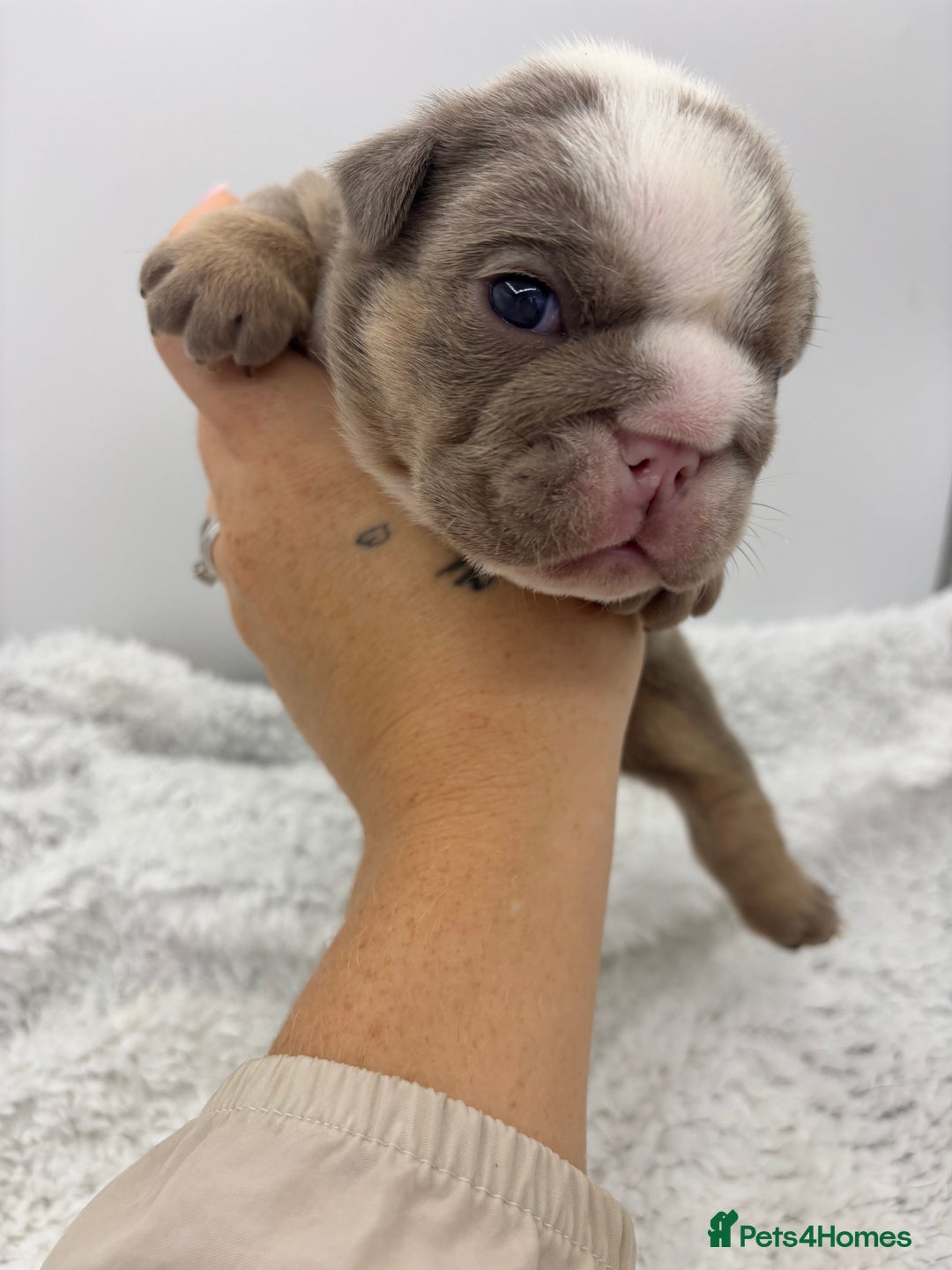 English Bulldog dogs for sale: 10 British Bulldog puppies 🐶  - Image 21