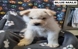 Mixed Breed dogs for sale: Chowski pups - Image 17