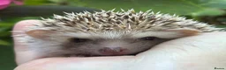 Pygmy Hedgehog rodents for sale: African Pygmy Hedgehog Ethnical breeding mixed - Advert 10