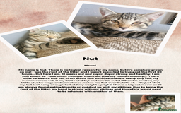 British Shorthair cats for sale: 3 month old kittens - Image 3