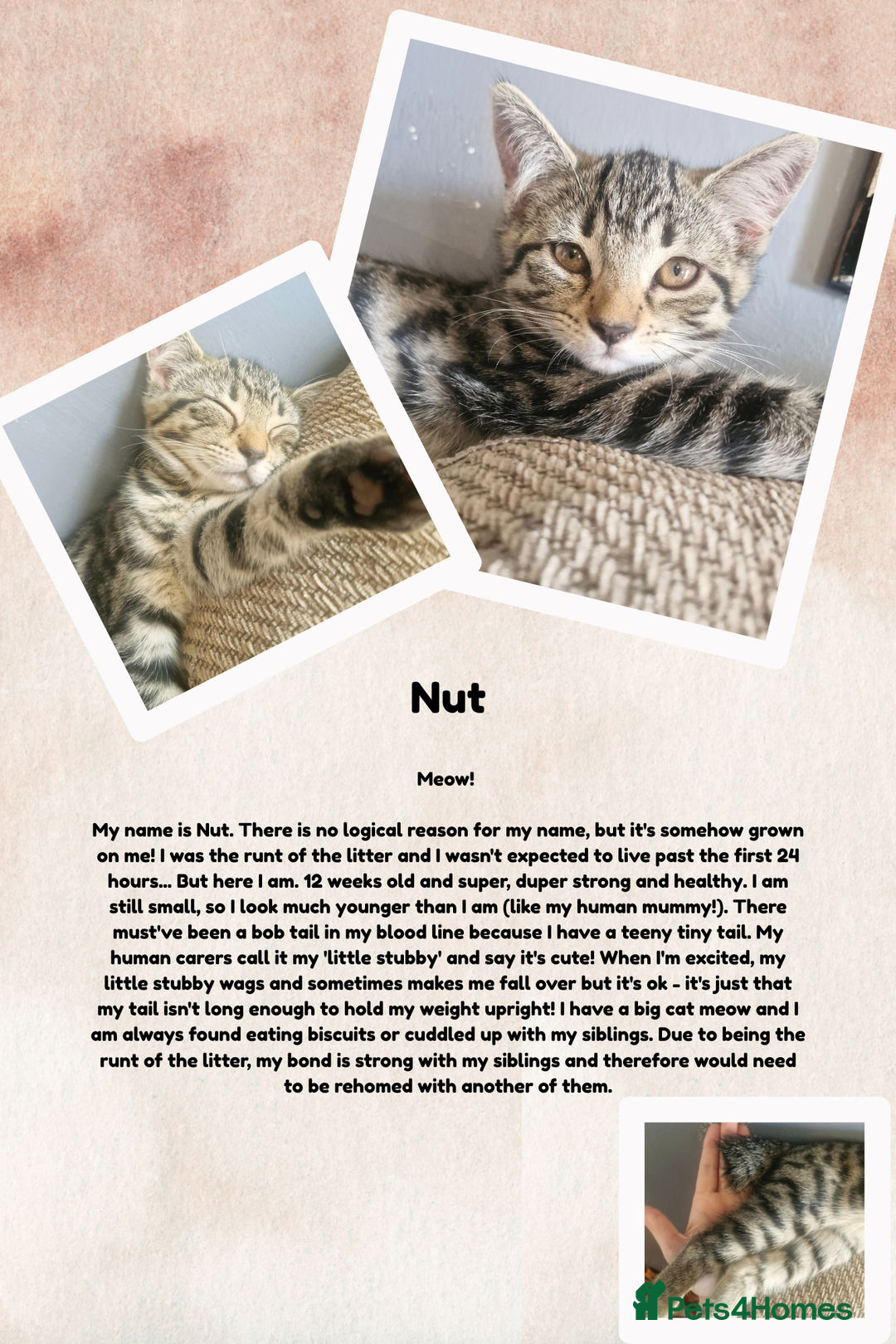 British Shorthair cats for sale: 3 month old kittens - Image 3