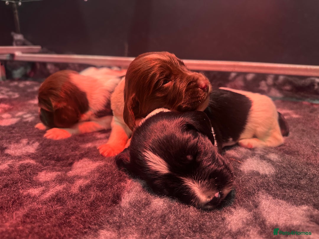 English Springer Spaniel dogs for sale: KC English Springer Spaniels  - Advert 30