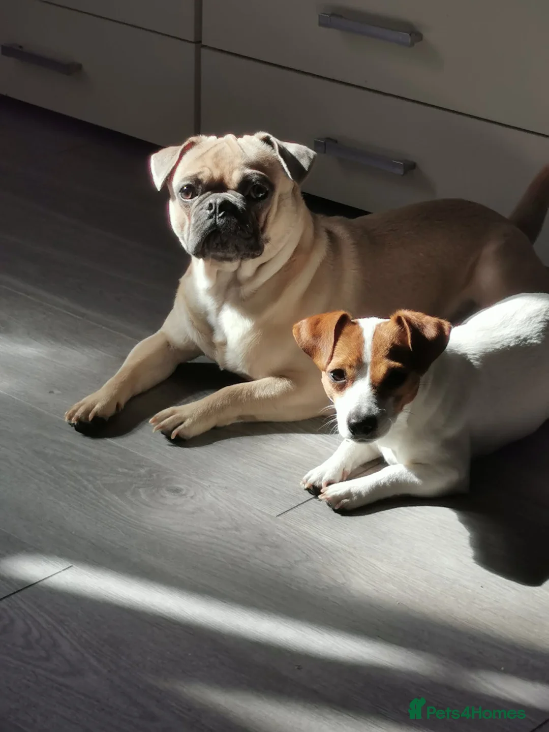Jack Russell dogs for sale: Mia and bentley in Stoke-on-Trent - Advert 1
