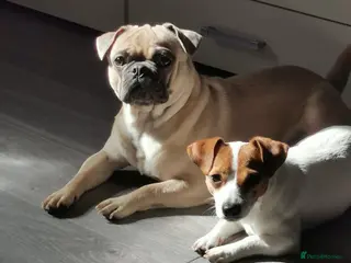 Jack Russell dogs Mia and bentley - Advert 3