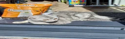 Scottish Fold cats for sale: Scottish Fold - Advert 4