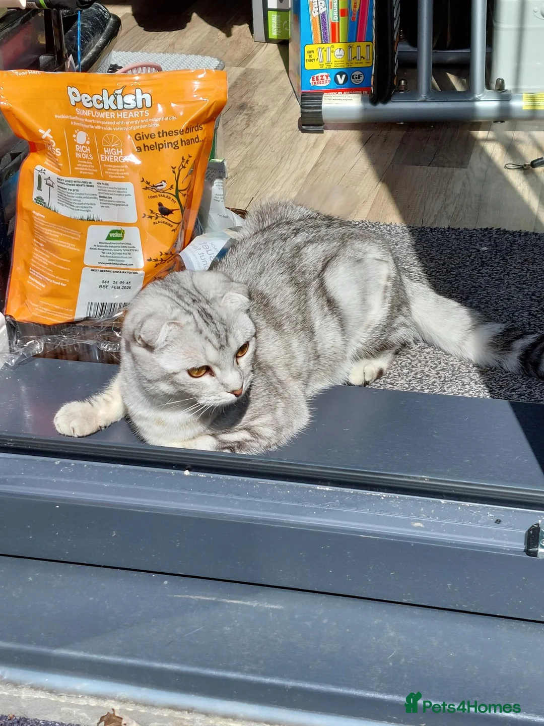 Scottish Fold cats for sale: Scottish Fold - Advert 4