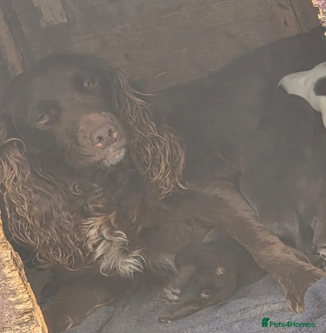 Mixed Breed dogs for sale: 8 mixed puppy's avaliable  - Advert 7