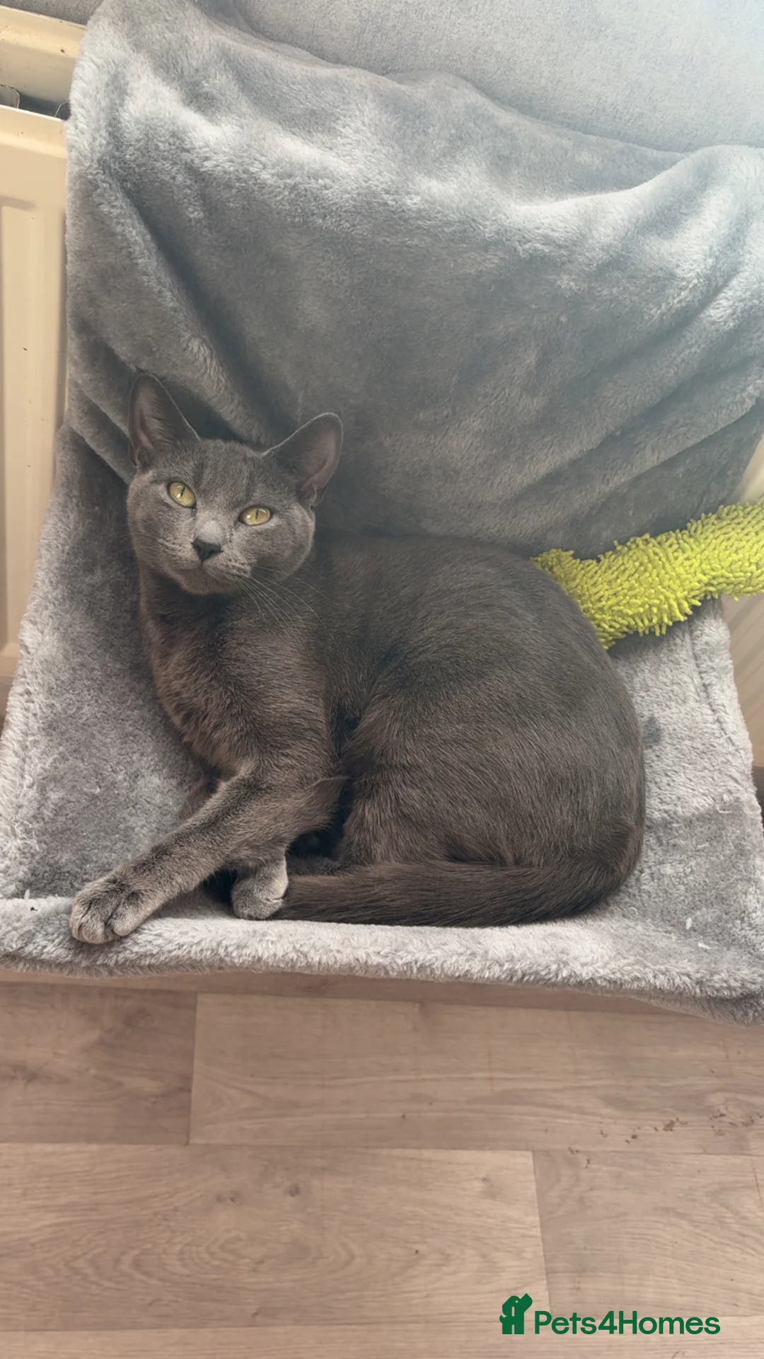 Russian Blue cats for sale: Female Russian blue cat - Advert 1