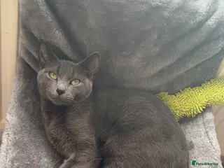 Russian Blue cats Female Russian blue cat - Advert 5