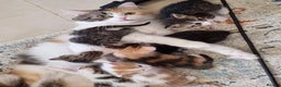 Mixed Breed cats for sale: GORGEOUS KITTENS  - Advert 3