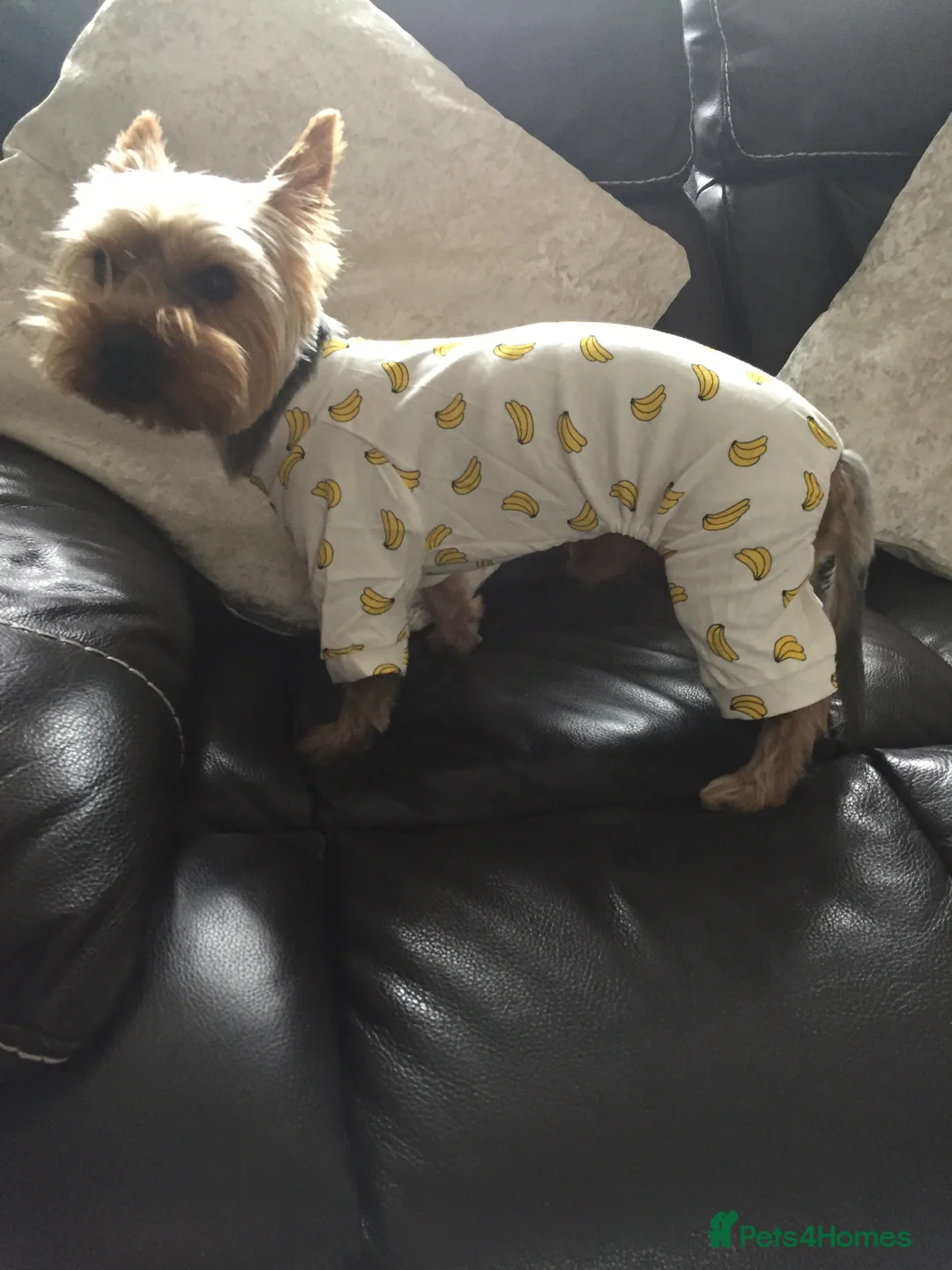 Yorkshire Terrier dogs for stud: Yorkshire terrier for stud in Sunderland - Advert 6