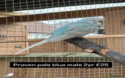 Budgerigars birds for sale: Proven pairs budgies all adult 2+ years old  - Image 16