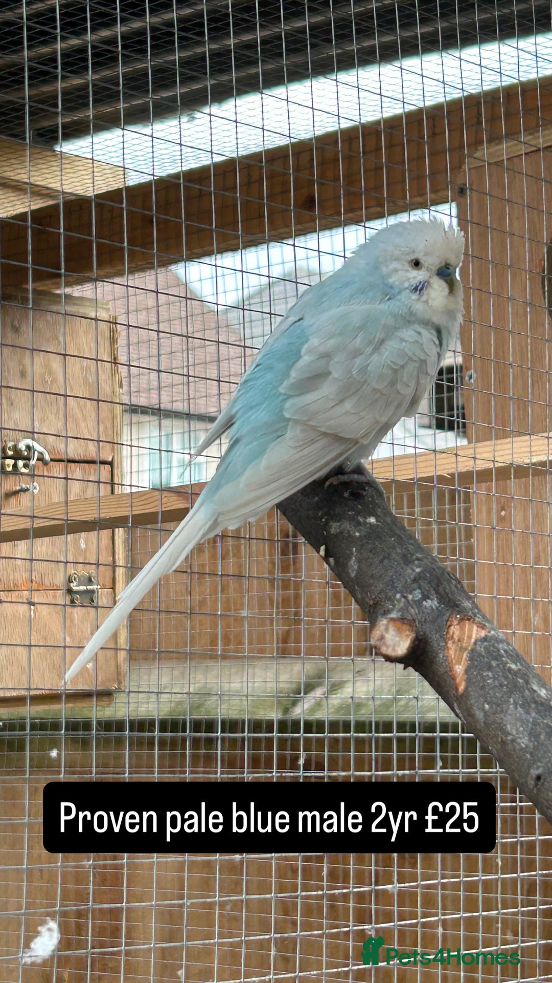 Budgerigars birds for sale: Proven pairs budgies all adult 2+ years old  - Image 16