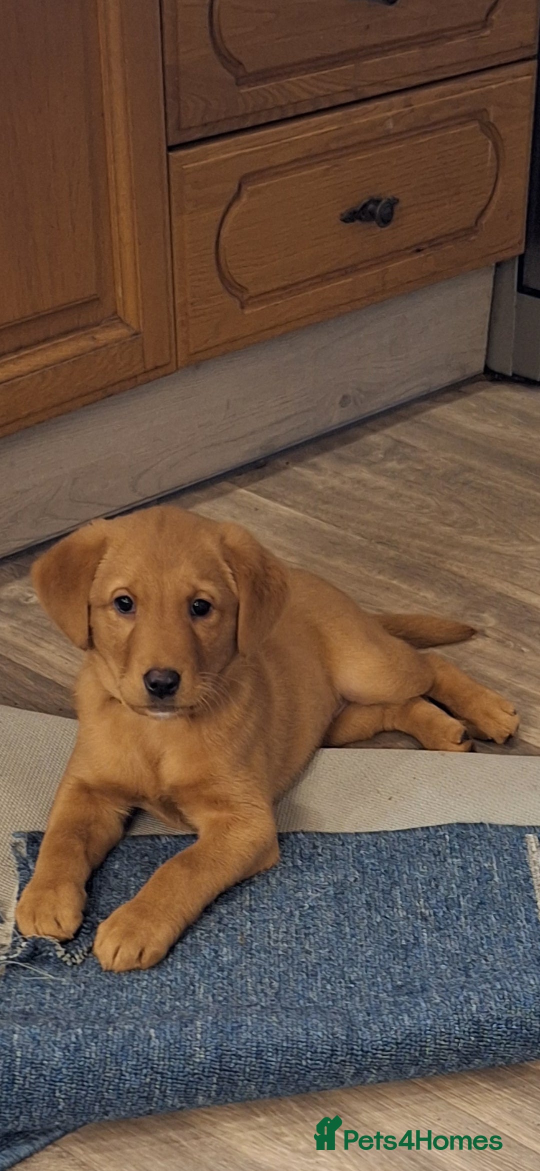 Labrador Retriever dogs Fox Red Labrador bitch for sale - Advert 13