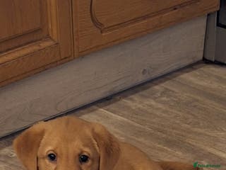 Labrador Retriever dogs Fox Red Labrador bitch for sale - Advert 13