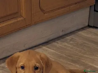 Labrador Retriever dogs Fox Red Labrador bitch for sale - Advert 3