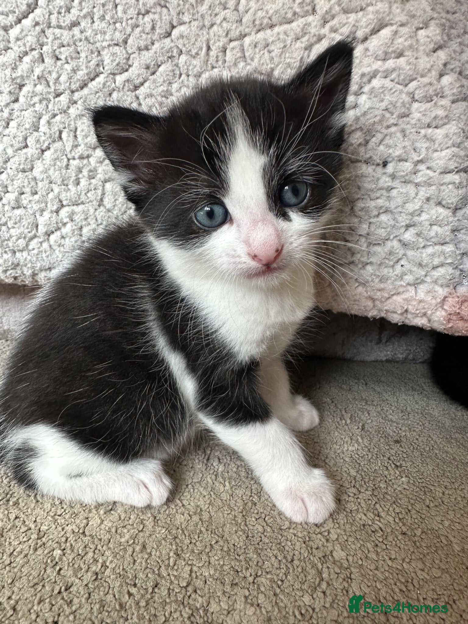 Mixed Breed cats Kittens for sale  - Advert 12