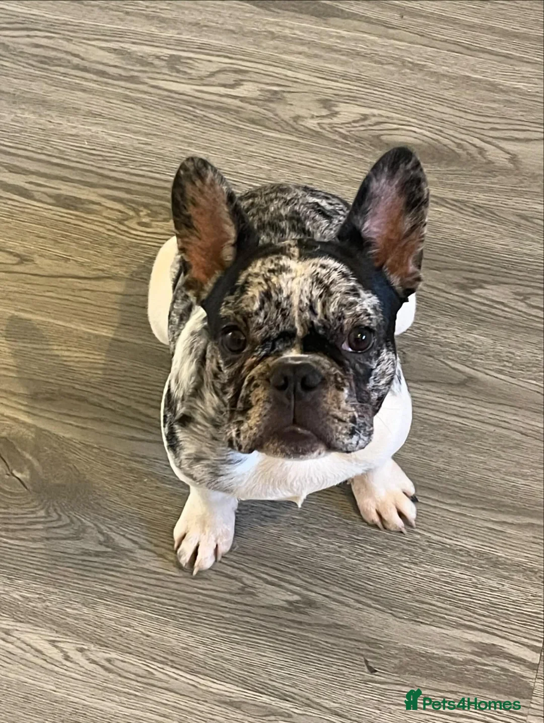 French Bulldog dogs for sale: French bulldog  - Advert 3