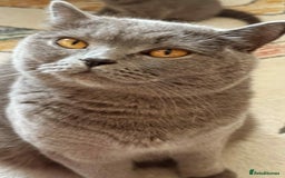 British Shorthair cats for sale: British shorthair - Image 14