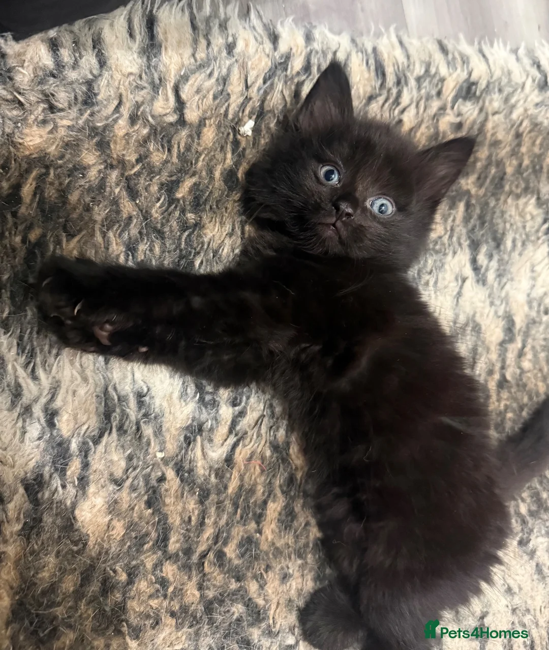 Mixed Breed cats for sale: Adorable kittens - Advert 6