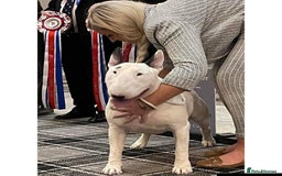 English Bull Terrier dogs for sale: English bull terrier pups for sale  - Image 22