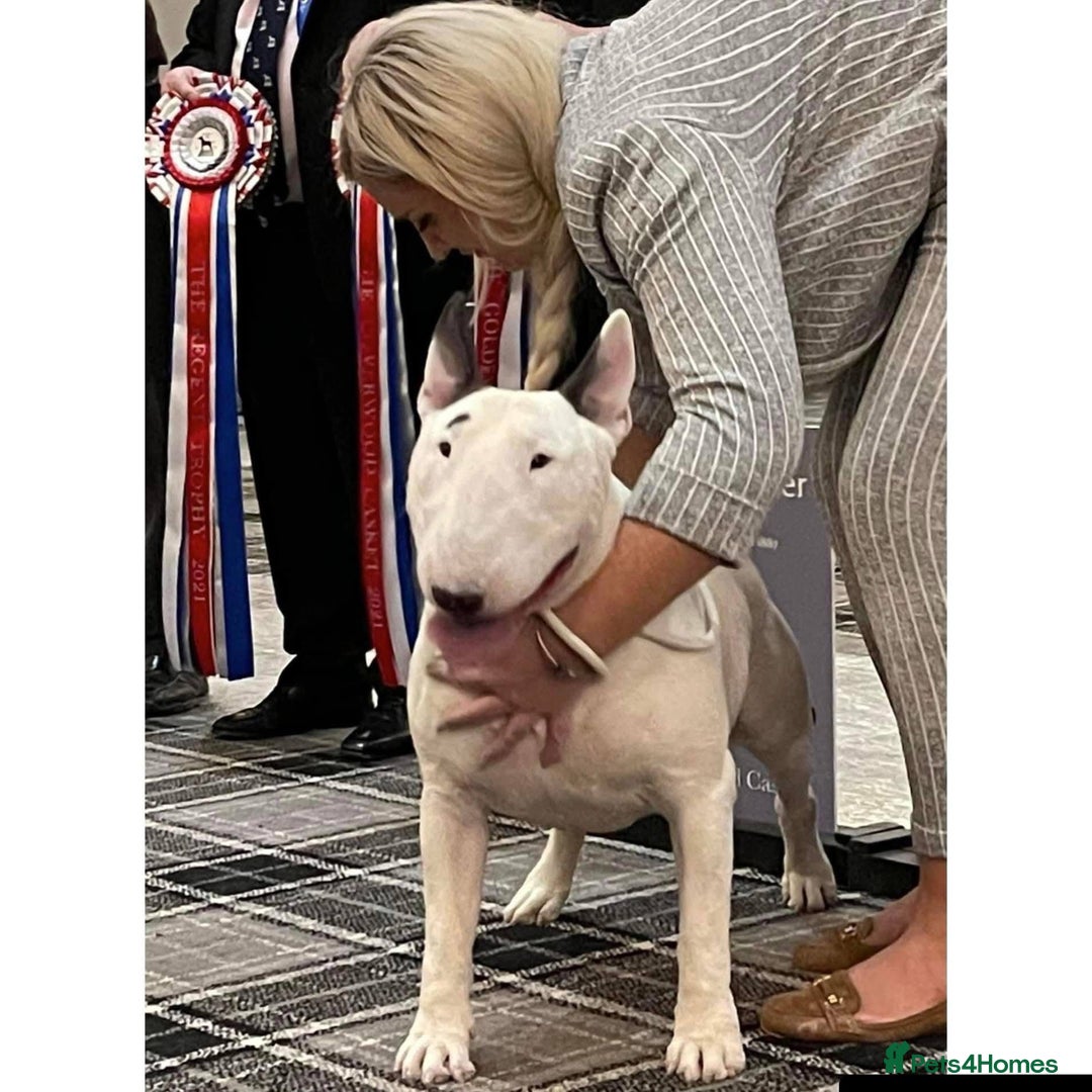 English Bull Terrier dogs for sale: English bull terrier pups for sale  - Image 22