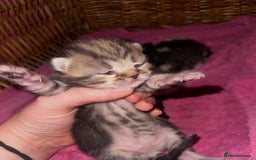 Mixed Breed cats for sale: Kittens looking for forever loving homes - Image 4