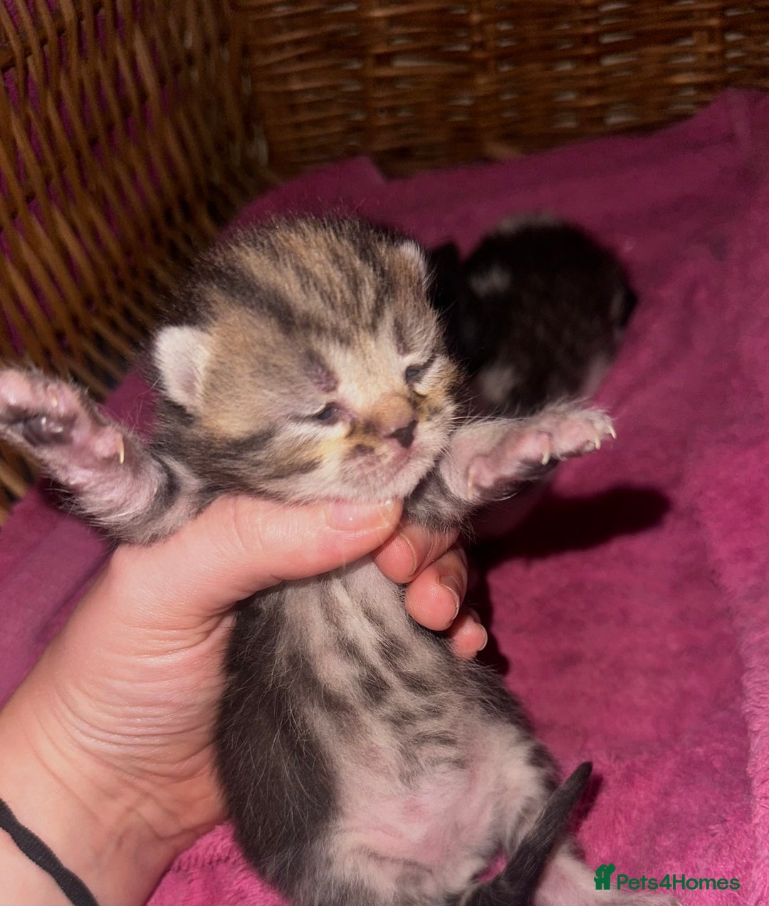Mixed Breed cats for sale: Kittens looking for forever loving homes - Image 4