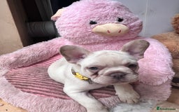 French Bulldog dogs for sale: Beautiful French Bulldog Puppies - Image 36