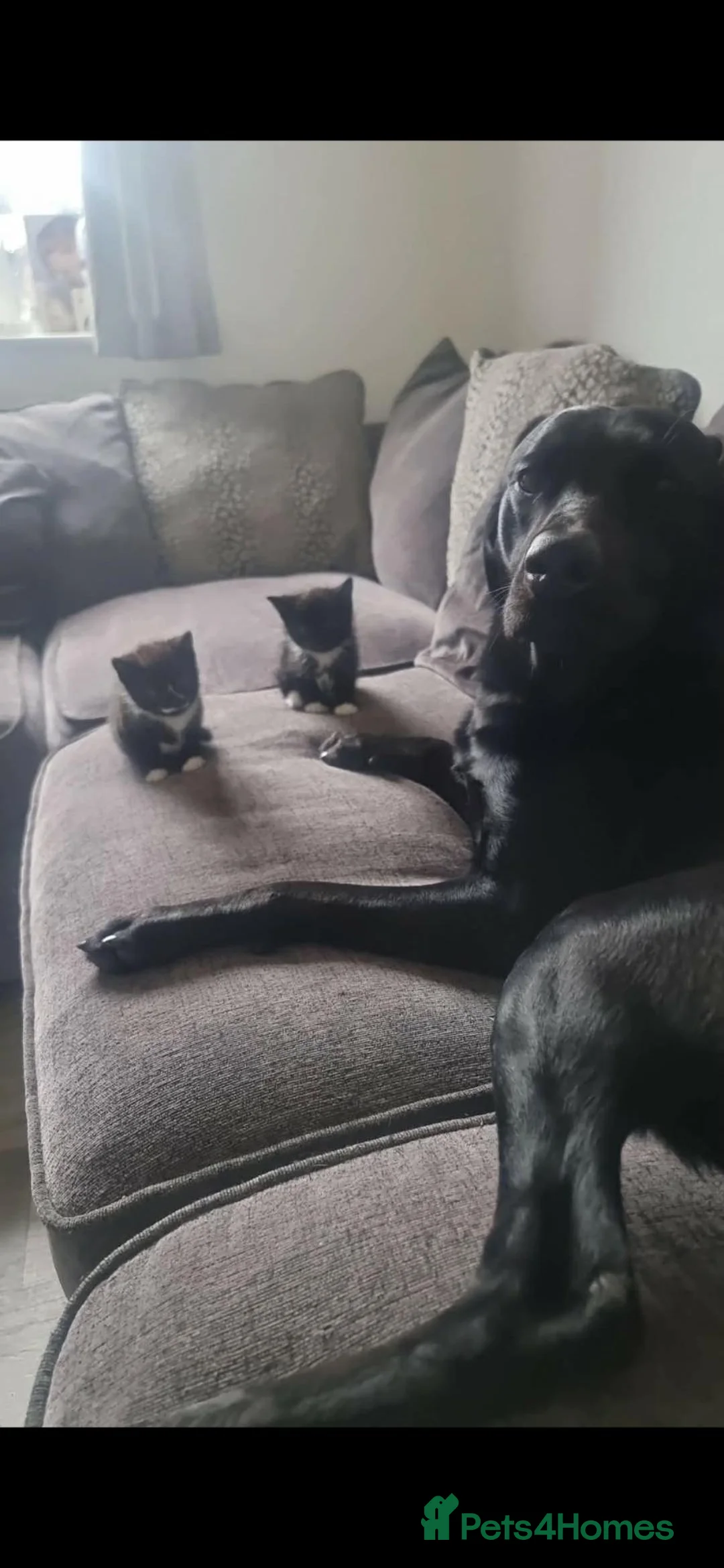 Mixed Breed dogs for sale: Marley  - Advert 1