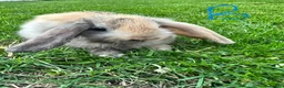 Mini Lop rabbits for sale: Mini Lop Rabbits For Sale  - Advert 12