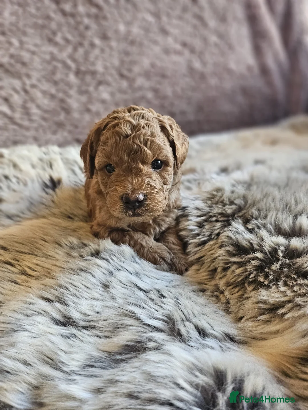 Mixed Breed dogs for sale: F1B Cockapoo Puppies – KC Toy Poodle Sired in Halifax - Advert 19