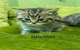 British Shorthair cats for sale: British short hair / Scottish striaght  - Image 18