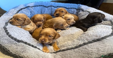 Cocker Spaniel dogs - Advert 16