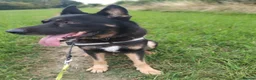 German Shepherd dogs for sale: Loving big gsd looking for forever home  - Advert 2