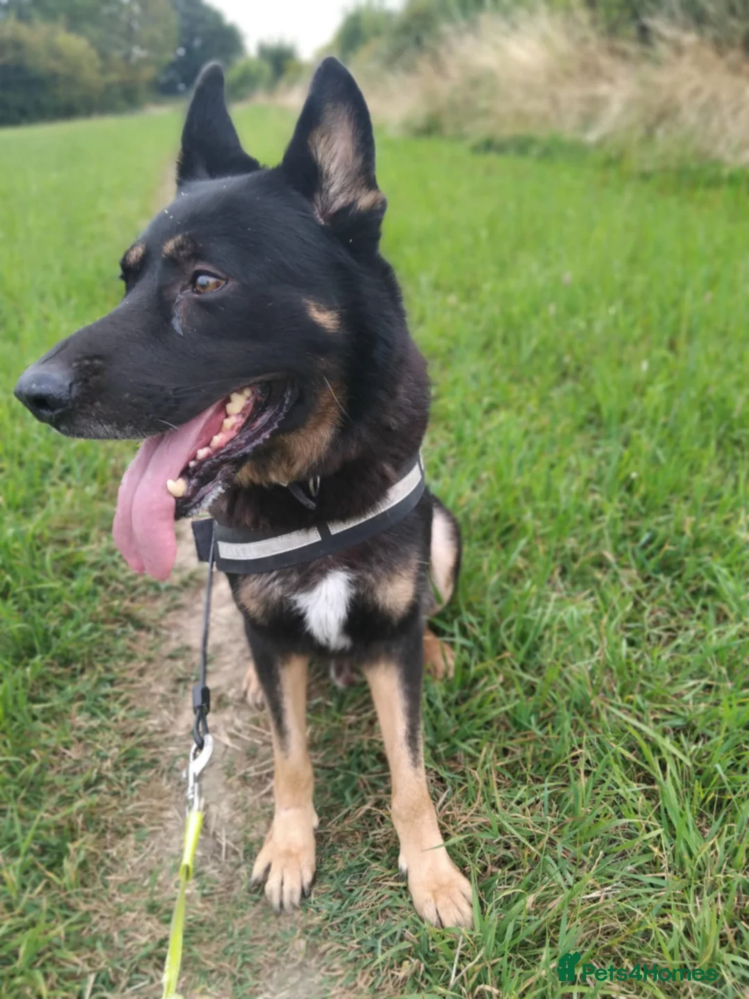 German Shepherd dogs for sale: Loving big gsd looking for forever home  - Advert 2