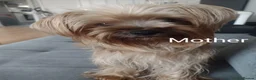 Yorkshire Terrier dogs for sale: Puppy's  in Peterborough - Advert 7