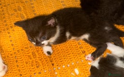 Mixed Breed cats for sale: 5 Beautiful Black & White Kittens Available  - Image 18