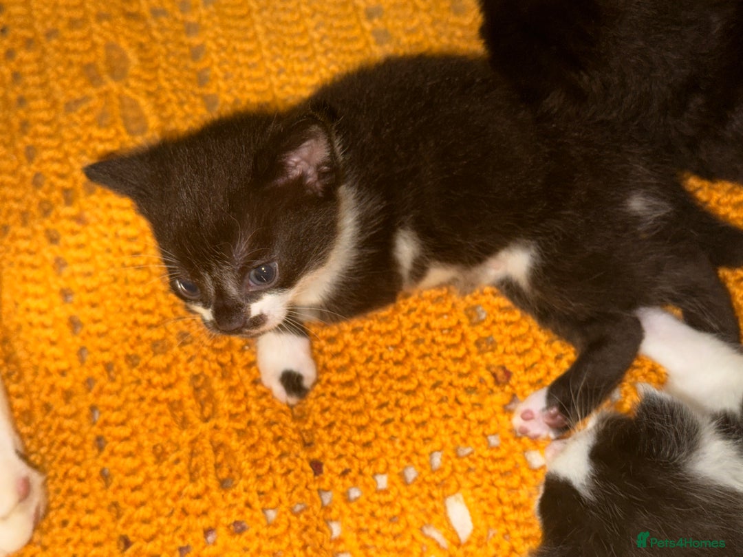 Mixed Breed cats for sale: 5 Beautiful Black & White Kittens Available  - Image 18