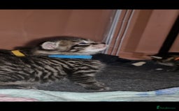 Maine Coon cats for sale: Maine coon cross munchkin kittens for sale in Cramlington - Image 1
