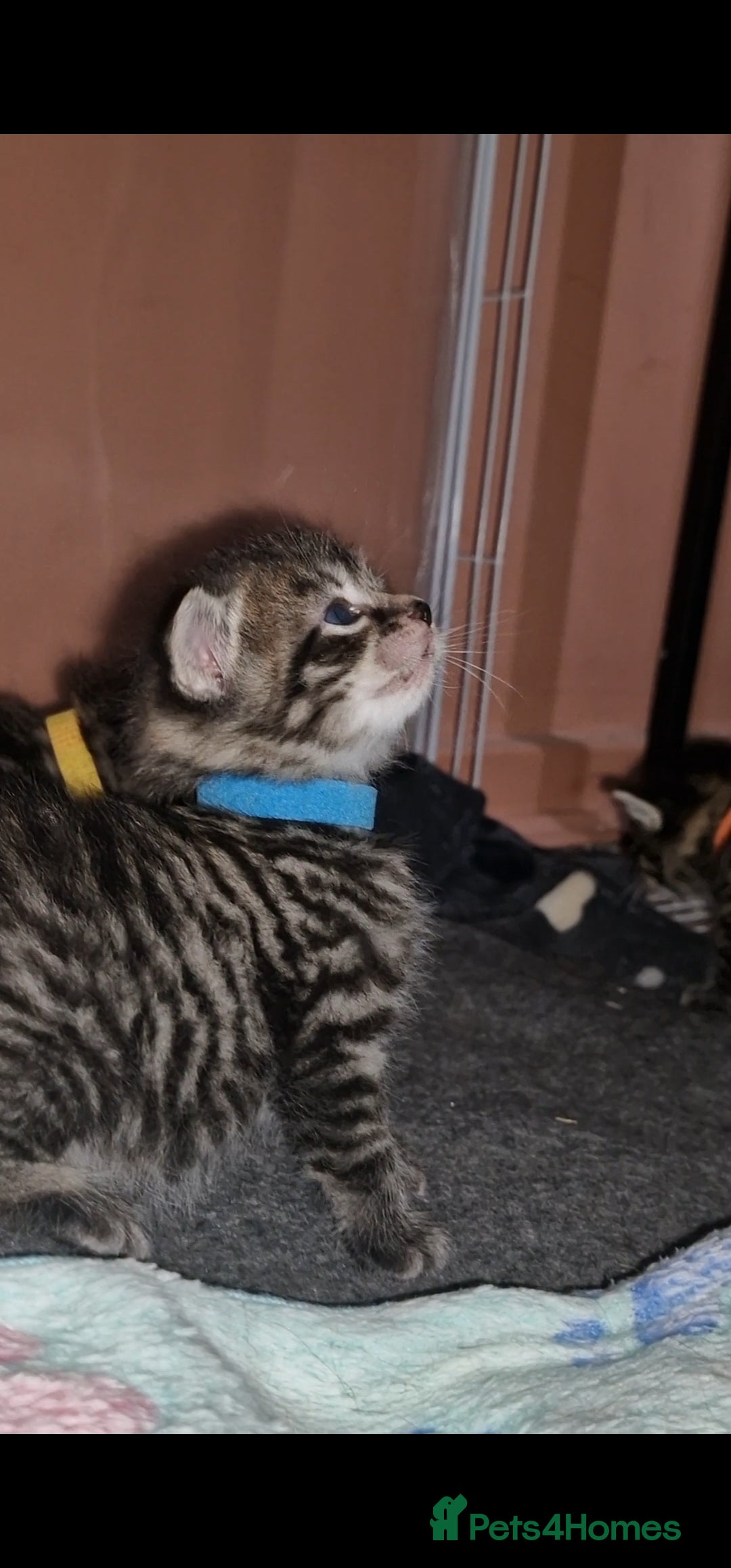 Maine Coon cats for sale: Maine coon cross munchkin kittens for sale in Cramlington - Image 1