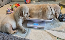 Golden Retriever dogs for sale: Beautiful chunky cream/golden retrievers  - Image 12