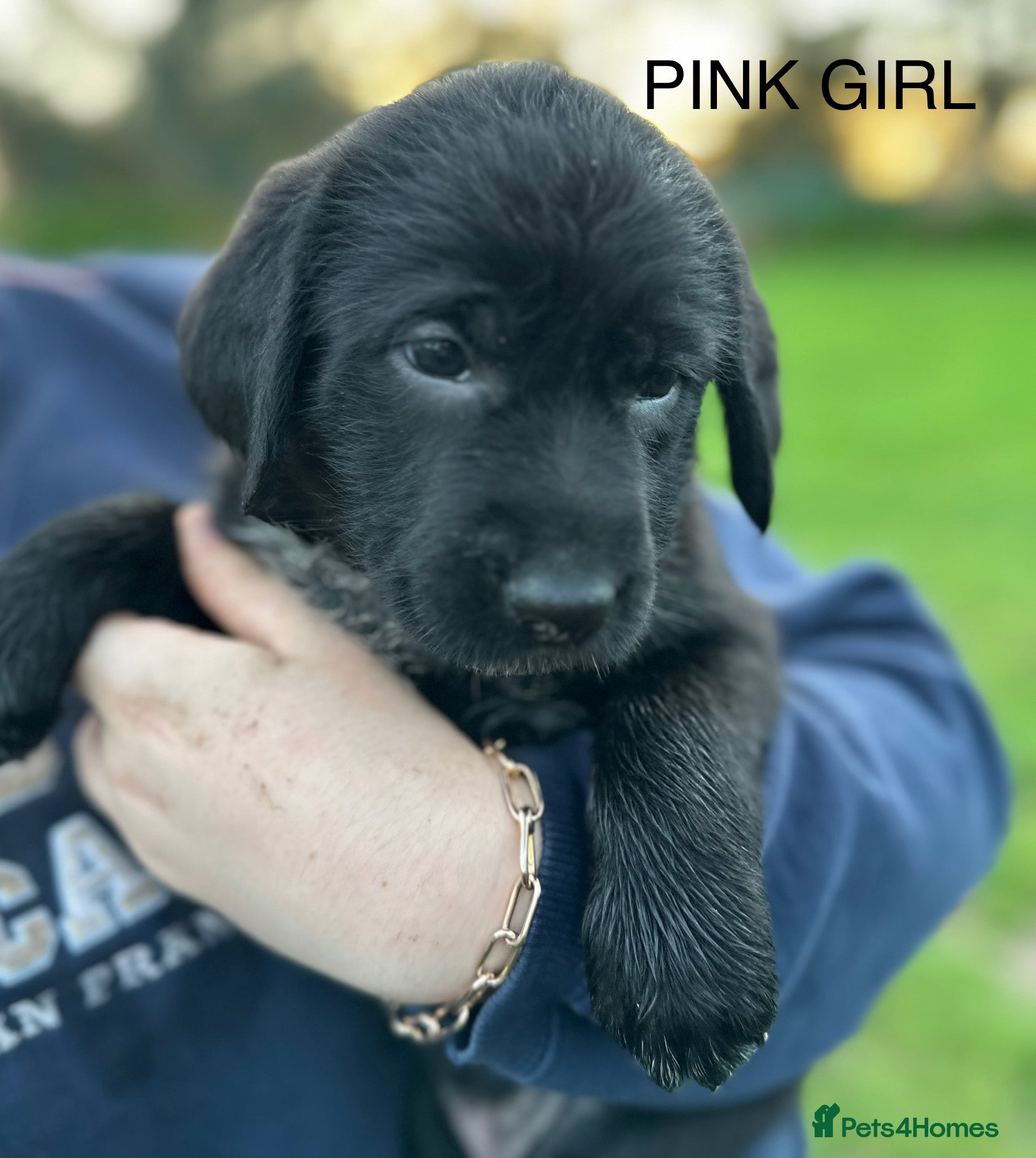 Mixed Breed dogs German ShepherdxGerman Wire-Haired Pointer puppies - Advert 12