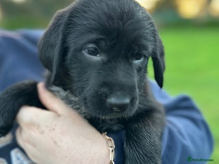 Mixed Breed dogs German ShepherdxGerman Wire-Haired Pointer puppies - Advert 2
