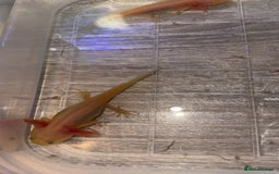 Axolotl reptiles for sale: Baby axolotls  - Advert 5