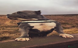 Mixed Breed dogs for sale: Pocket bully - Image 2