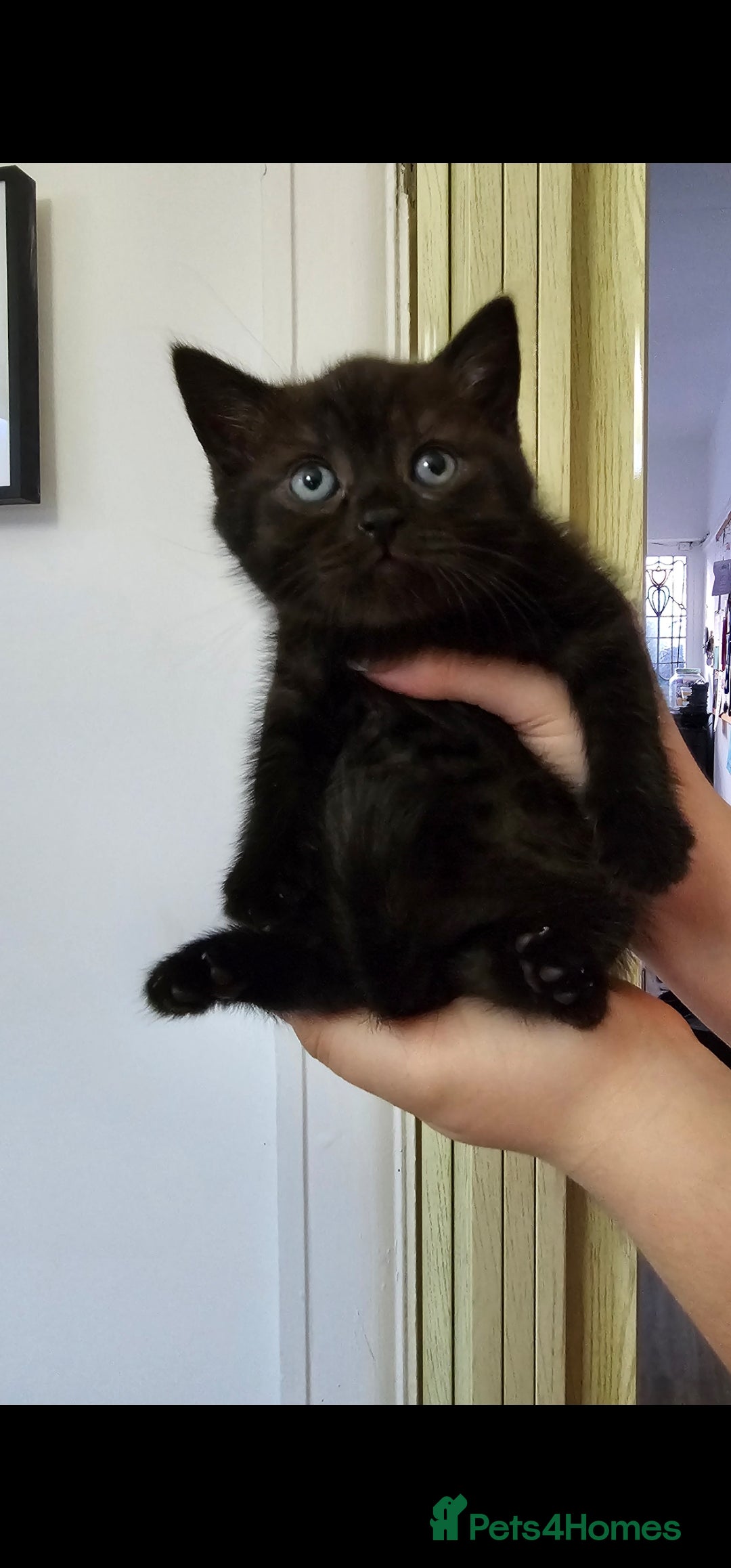 British Shorthair cats for sale: Chocolate British shorthairs - Image 6