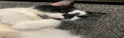 Mixed Breed cats for sale: Beautiful Cat- Rehoming  - Advert 8