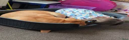 American Bulldog dogs for sale: Our beautiful Skye Dog in Great Yarmouth - Advert 2